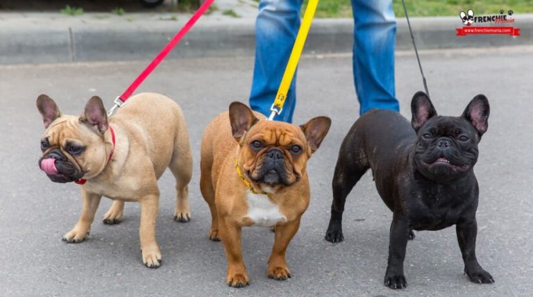 bulldog-frances-ejercicio-juegos-2-1